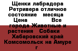 Щенки лабрадора Ретривера отличное состояние 2 месяца › Цена ­ 30 000 - Все города Животные и растения » Собаки   . Хабаровский край,Комсомольск-на-Амуре г.